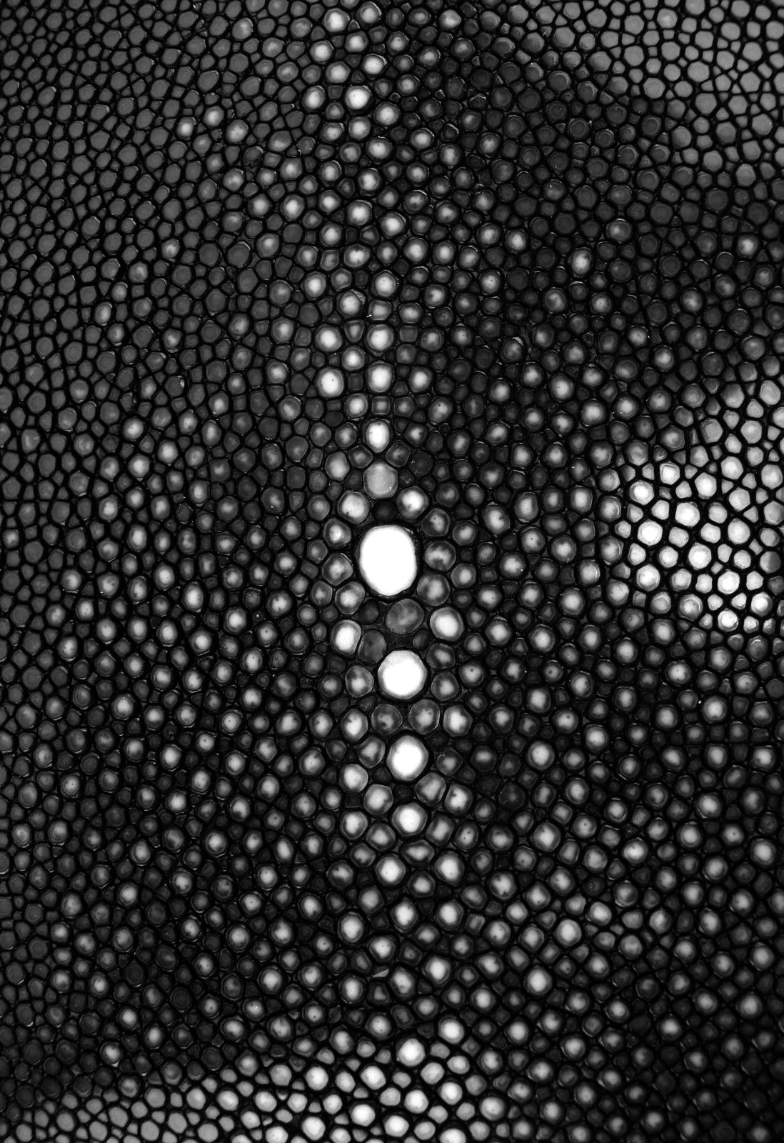 Stingray galuchat skin, close up